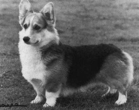Ch. Ormareon Oddfellow ofAshbarton